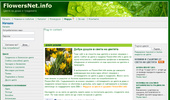 ����� �� ���� � ��������� � FlowersNet.info