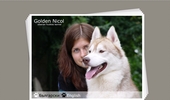 Golden Nicol siberian huskies