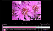 free-forum