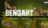 ��������� �� ��������� ����� "BengArt". Bengal cat cattery BengArt