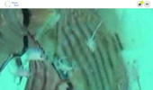 Discus Store - ������������� ������� �� �������